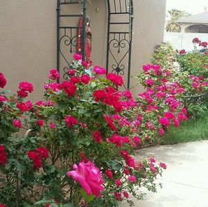 Meet your Posher, Marie